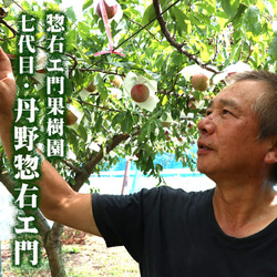 すもも プラム 秋姫 中玉 (L〜2L)×11～14玉 約1.2kg 黄色 スモモ 李 山形産 産直 6枚目の画像