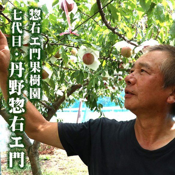 すもも プラム 秋姫 中玉 (L〜2L)×11～14玉 約1.2kg 黄色 スモモ 李 山形産 産直 6枚目の画像