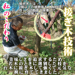 すもも プラム 秋姫 中玉 (L〜2L)×11～14玉 約1.2kg 黄色 スモモ 李 山形産 産直 7枚目の画像