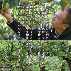 ラ・フランス 約3kg 大玉(3～4L)×8～9玉 山形産 プレミアム ラフランス 洋梨 洋ナシ 洋なし おとりよせ 8枚目の画像