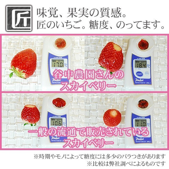 いちご スカイベリー プレミアム 約280g×2Pac 栃木産 送料無料 イチゴ 苺 ストロベリー お年賀 お取り寄せ 3枚目の画像