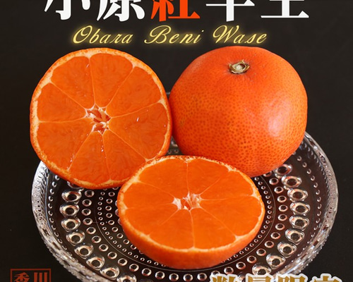 小原紅早生 みかん 約4.5kg 2S～3L玉 送料無料 お年賀 ギフト 香川産