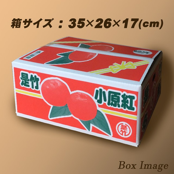 小原紅早生 みかん 約4.5kg 2S～3L玉 送料無料 お歳暮 御歳暮 香川産 産直 蜜柑 ミカン 柑橘 果物 6枚目の画像