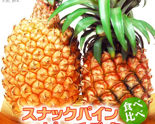 【限定出品】食べ比べ2種類 サンドルチェパイン3kg・スナックパイン中大3kg 8b22df75c5c299b933ffd59fff1c12