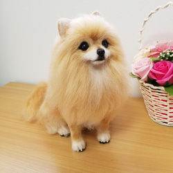 羊毛フェルト ポメラニアン 完成品 羊毛フェルト SweetDog ふぅ 通販