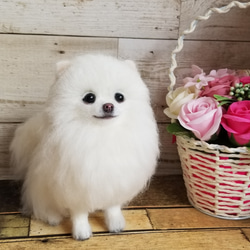 羊毛フェルト ポメラニアン ホワイト 完成品 羊毛フェルト SweetDog