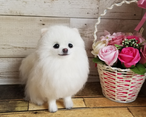 羊毛フェルト ポメラニアン ホワイト 完成品 羊毛フェルト 羊毛フェルト ポメラニアン ホワイト 完成品 羊毛フェルト