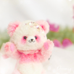 Proomy粉色的非洲菊熊貓　微型 第3張的照片