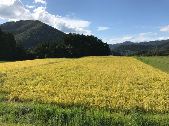 令和5年【特別栽培米】　京都丹波コシヒカリ１等米　10Kg 1枚目の画像
