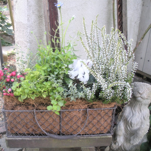 ガーデン 季節の寄せ植え2020.秋冬 ワイヤーバスケットの