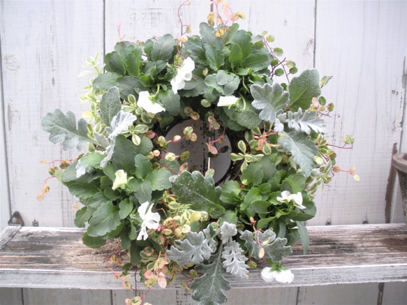 ガーデン　季節の寄せ植え２０２０.秋冬　クリスマス　ホワイトビオラとリーフのナチュラルリース 1枚目の画像