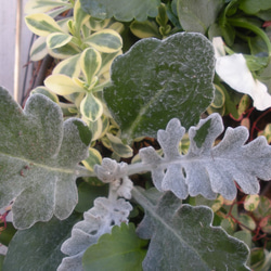 ガーデン　季節の寄せ植え２０２０.秋冬　クリスマス　ホワイトビオラとリーフのナチュラルリース 4枚目の画像