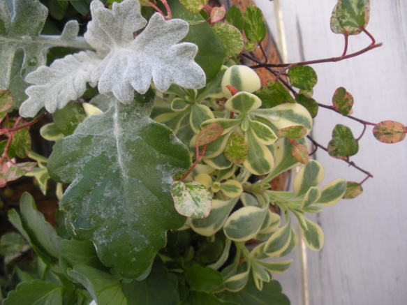 ガーデン　季節の寄せ植え２０２０.秋冬　クリスマス　ホワイトビオラとリーフのナチュラルリース 5枚目の画像