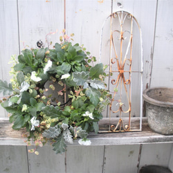ガーデン　季節の寄せ植え２０２０.秋冬　クリスマス　ホワイトビオラとリーフのナチュラルリース 6枚目の画像