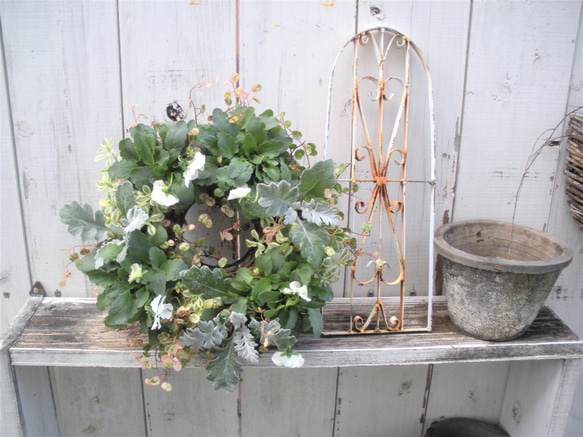 ガーデン　季節の寄せ植え２０２０.秋冬　クリスマス　ホワイトビオラとリーフのナチュラルリース 6枚目の画像