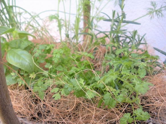 ガーデン おまかせ♪育てて使おう！キッチンハーブの寄せ植え　母の日ギフトにも！　 5枚目の画像