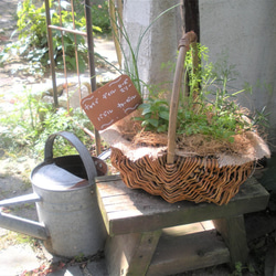 ガーデン おまかせ♪育てて使おう！キッチンハーブの寄せ植え　母の日ギフトにも！　 10枚目の画像