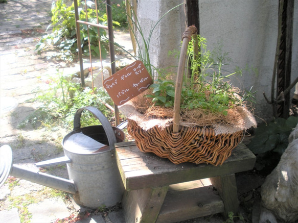 ガーデン おまかせ♪育てて使おう！キッチンハーブの寄せ植え　母の日ギフトにも！　 10枚目の画像