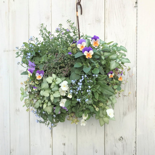 ガーデン おまかせ♪ 季節の寄せ植え ナチュラルなハンギング