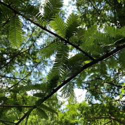森林浴気分のソイボタニカルキャンドル＊＊メタセコイアの葉っぱ＊木芯に変更可能 4枚目の画像