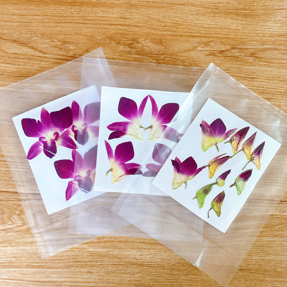 押し花作品（デンファレ） 押し花作品（デンファレ）