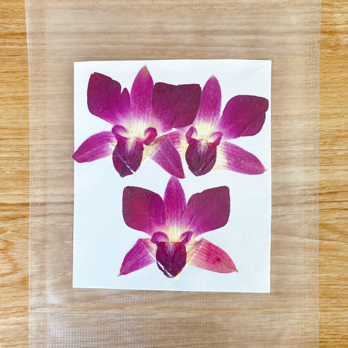 押し花作品（デンファレ）