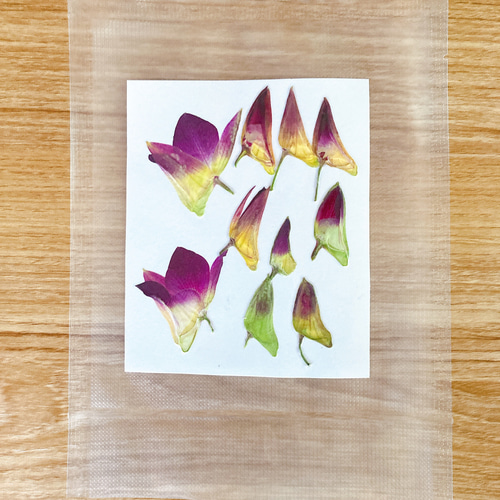 押し花作品（デンファレ）