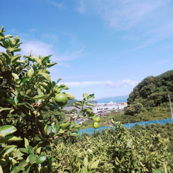 希望の島 島ライム果汁 150ml ストレート果汁 愛媛県産 国産 タヒチライム使用 4枚目の画像