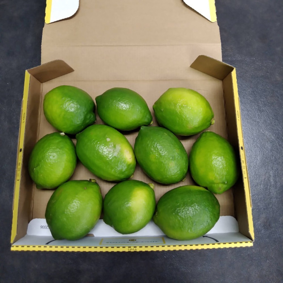 希望の島 グリーンレモン 2kg～ 家庭用 愛媛県 中島産 国産レモン 6枚目の画像