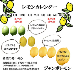 希望の島 グリーンレモン 2kg～ 家庭用 愛媛県 中島産 国産レモン 7枚目の画像