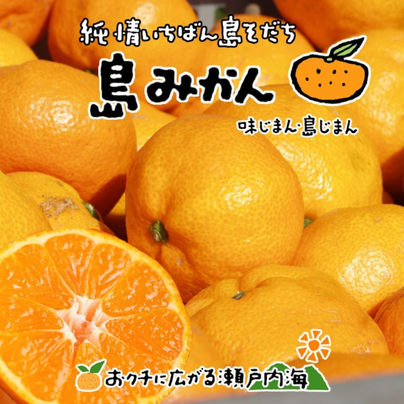 希望の島 温州みかん 粒より甘露 3kg 特選品 中玉 MLサイズ 愛媛県 中島産 お歳暮 ギフト 1枚目の画像