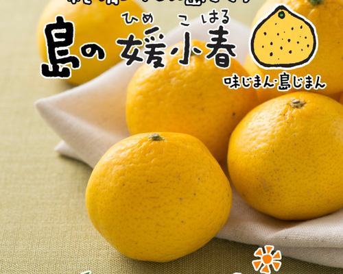 希望の島 媛小春 2kg 贈答用 愛媛 中島産 みかん 愛媛の新柑橘3兄弟(紅