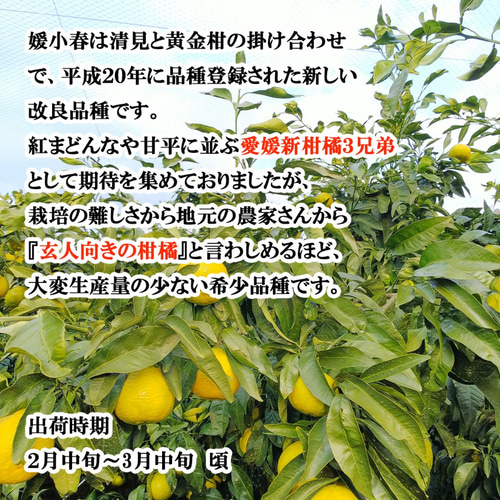 希望の島 媛小春 2kg 贈答用 愛媛 中島産 みかん 愛媛の新柑橘3兄弟(紅