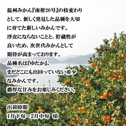 希望の島 温州みかん 新品種 ゆたか 特選品 2kg 愛媛県 中島産 ギフト 4枚目の画像
