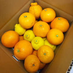 希望の島 旬の柑橘詰合せ 訳あり品 2kg サイズ不揃い 愛媛 中島産 4枚目の画像