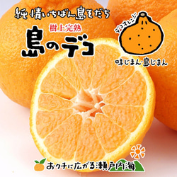 希望の島 樹上完熟不知火 特選品 大玉 約3kg デコポンと同じ品種 愛媛 中島産 みかん 母の日 プレゼント 1枚目の画像