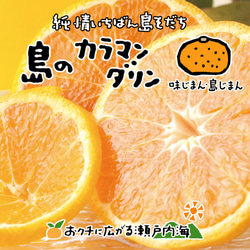 希望の島 完熟春みかん 訳あり品 2kg サイズ込 カラマンダリン 愛媛 中島産 みかん 1枚目の画像