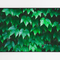 緑のカーテン　アートフォト 1枚目の画像