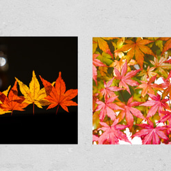 輝く紅葉　正方形キャンバスプリント・ファブリックパネル　お部屋の中も秋色にして四季を楽しもう！ 4枚目の画像