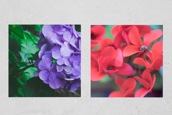 紫陽花　正方形キャンバスプリント・ファブリックパネル　落ち着いた色味でお部屋にぴったり！ 4枚目の画像