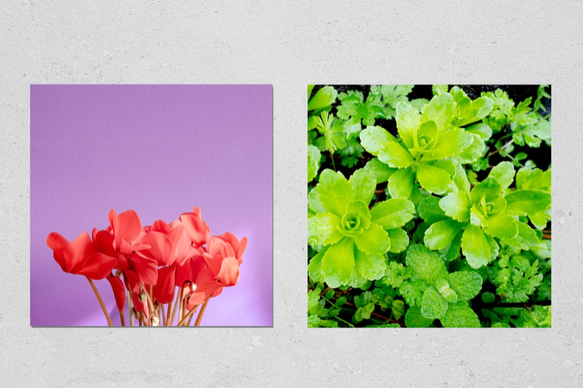 真紅花　正方形キャンバスプリント・ファブリックパネル　鮮やかな背景がお花とお部屋を際立たせます♪ 4枚目の画像