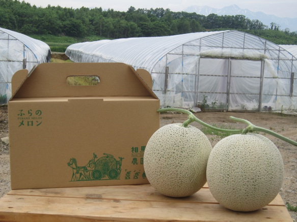 ⑮みけねこ　北海道産　赤肉メロン 楽天市場】北海道 赤 肉 メロンの通販