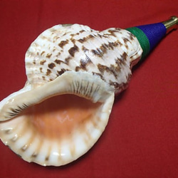 ほら貝、ホラ貝、法螺貝、40.4cm、2150g、 天然石 バンドウ タカシ