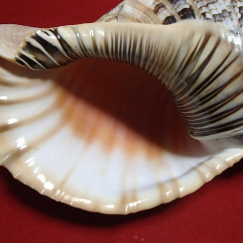 ほら貝、ホラ貝、法螺貝、39.6cm、1420g、手作り品、未使用 ほら貝、ホラ貝、法螺貝、39.6cm、1420g、手作り品、未使用