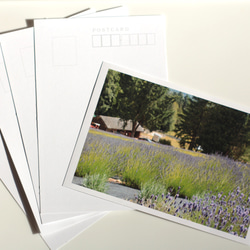 カナダの風景　ラベンダー畑のポストカード 5枚セット 1枚目の画像