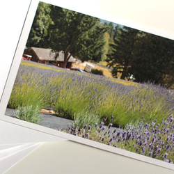 カナダの風景　ラベンダー畑のポストカード 5枚セット 2枚目の画像