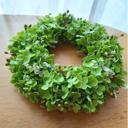 送料無料]オレガノケントビューティーのふんわりリース ドライフラワー