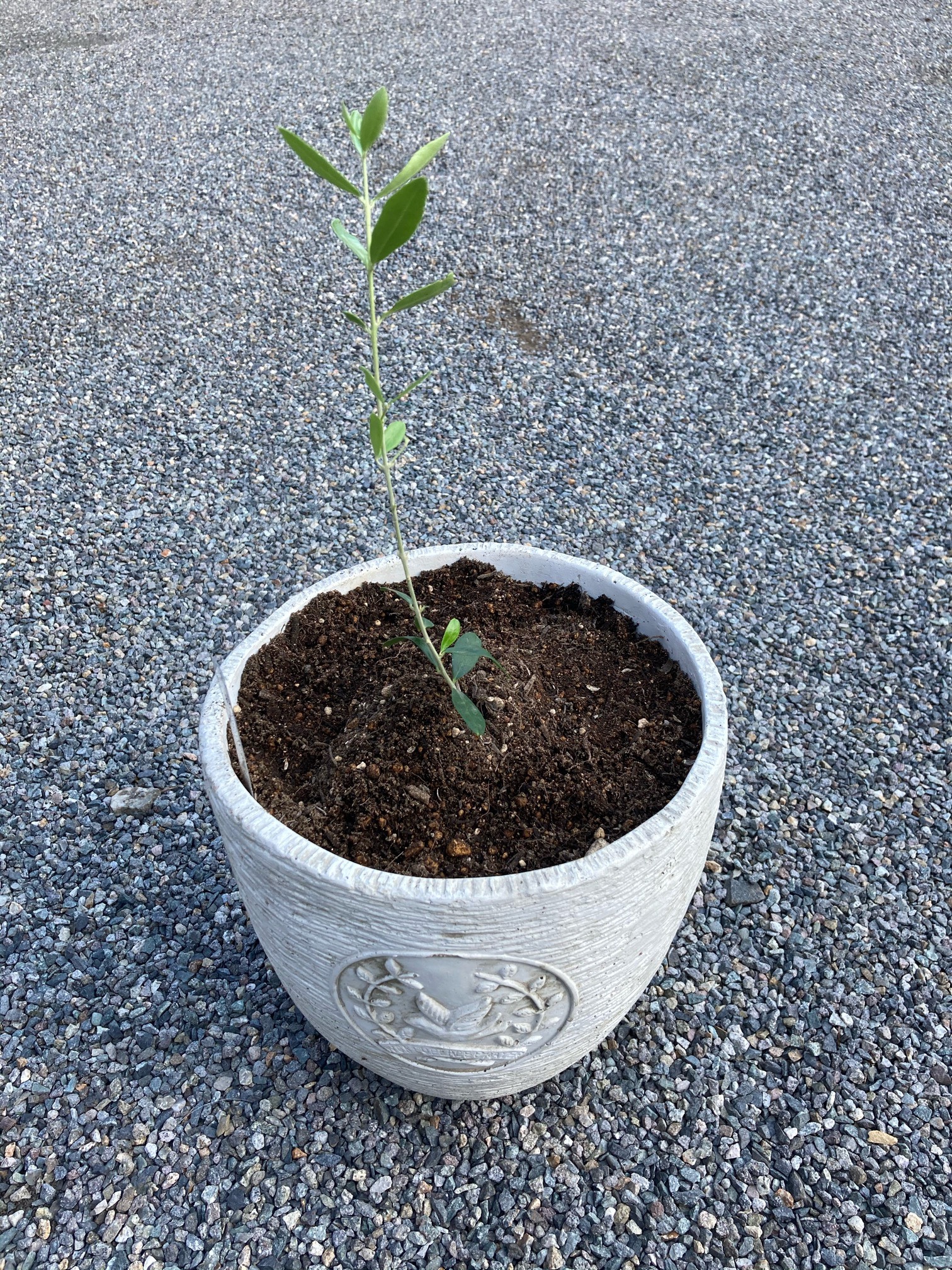 オリーブNOAH インテリア　観葉植物