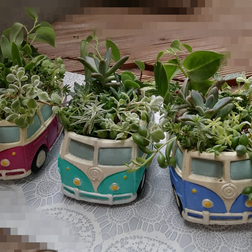 多肉 寄せ植え☆flower bus-フラワーバス 水色☆ 【公式通販】