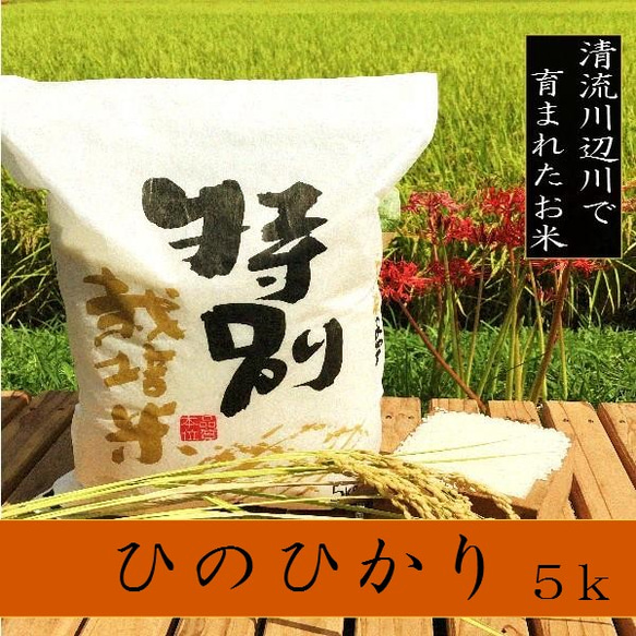 令和5年産新米　特別栽培米ひのひかり5ｋg　熊本県相良村産　精白米 1枚目の画像